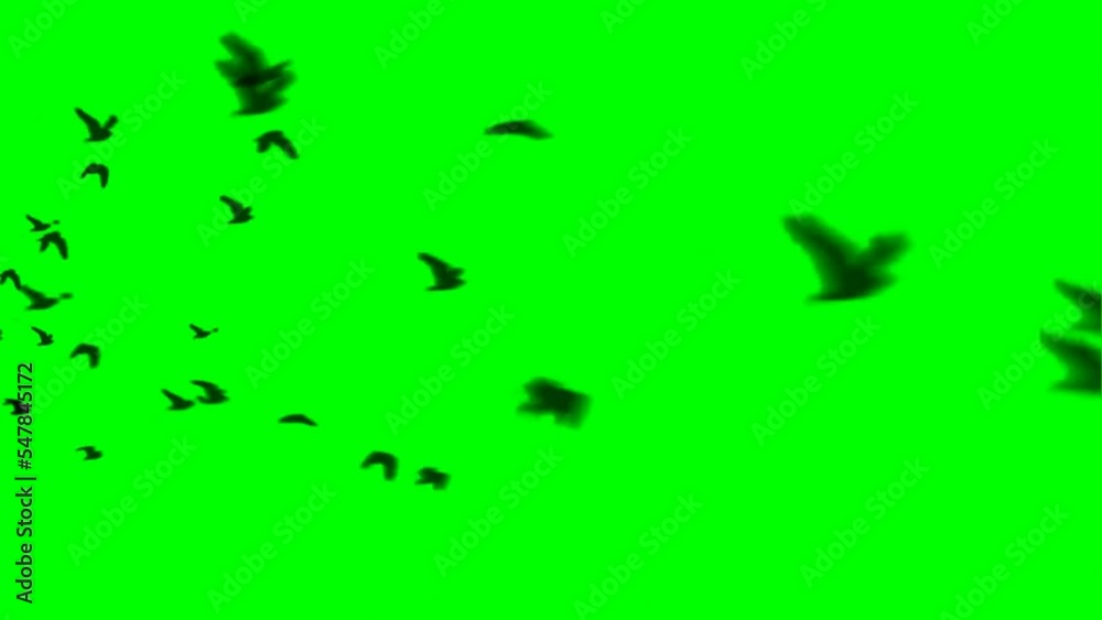 Flock of Birds Flying on Green Screen Flock of Birds Flying on Green Screen