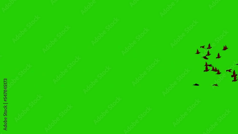 Flock of Birds Flying on Green Screen Flock of Birds Flying on Green Screen