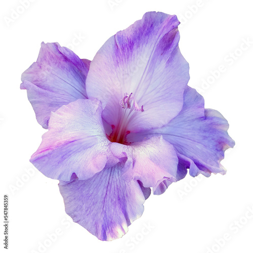Beautiful purple gladiolus flower. PNG file on a transparent background.