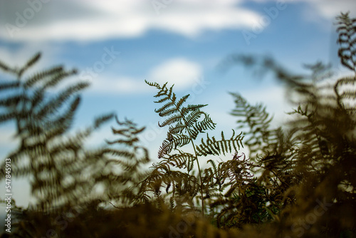 Fern leaf on the background of a blue sky. Contrasting ferns growing outdoors. Wild plants, leaves, foliage in autumnal day. Cinematic nature photo. Polypodiopsida or Polypodiophyta vascular plants. photo