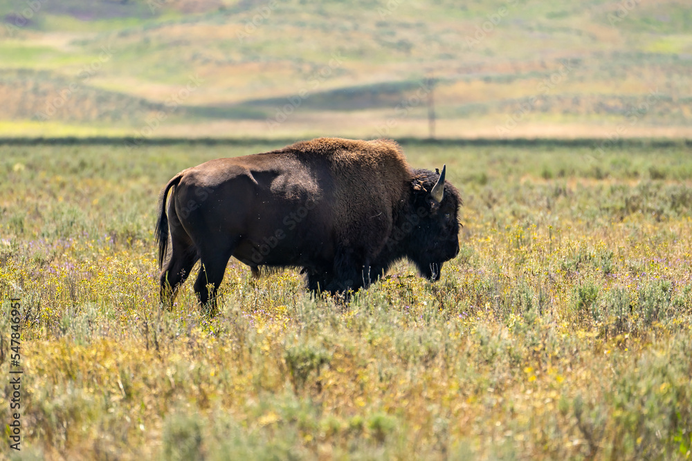 American bison grazing in a field in Yellowstone National Park. American bison grazing in a field in Yellowstone National Park.
