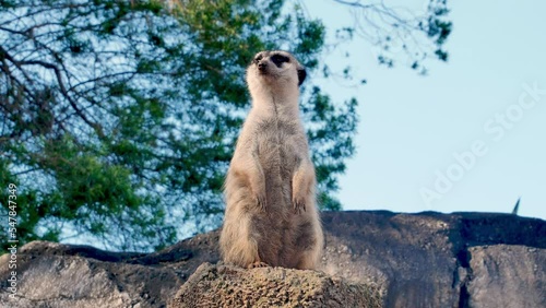 Cute Meerkat staying vigilant on top of a pile of rocks.