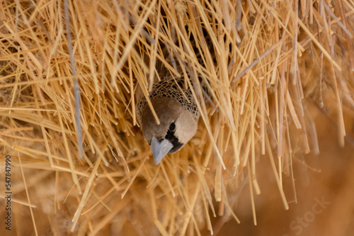 Weaver bird in the nest photo