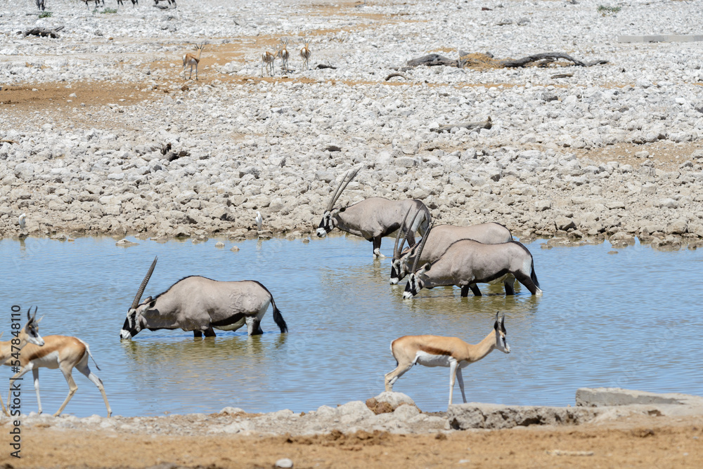 Wild oryx antelope in the African savannah Wild oryx antelope in the African savannah