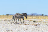 Wild zebra mother with cub walking in the African savanna