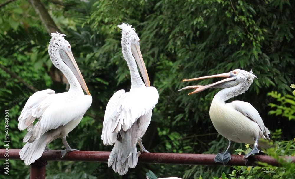 Pelican - Pelican Cove - Jurong Bird Park Pelican - Pelican Cove - Jurong Bird Park