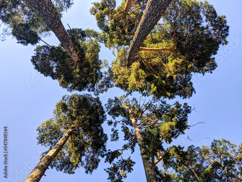 View from the bottom up on the crowns of pine trees against the blue sky. Nature concept
