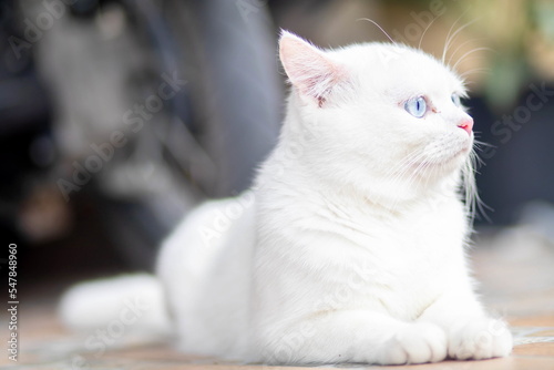 closeup of face white cat and blue eye © Art Noppawat