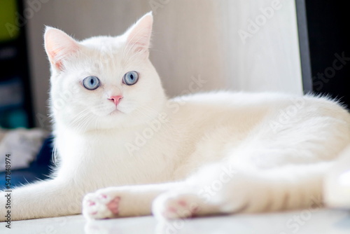 Fototapeta Naklejka Na Ścianę i Meble -  closeup of face white cat and blue eye
