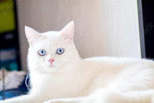 closeup of face white cat and blue eye