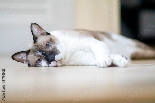 closeup of face white cat and blue eye