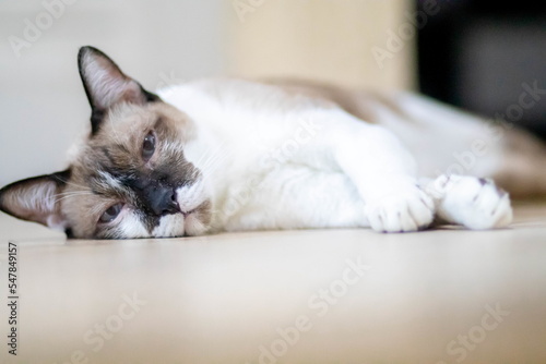 closeup of face white cat and blue eye