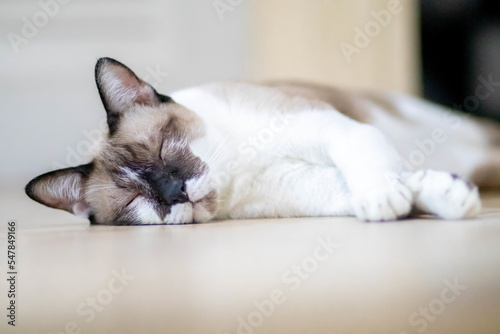 closeup of face white cat and blue eye