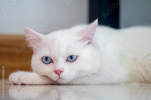 Quadro su tela closeup of face white cat and blue eye