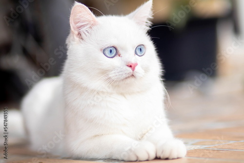 closeup of face white cat and blue eye