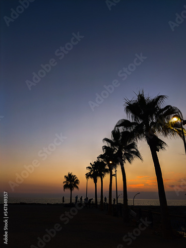 palm tree at sunset