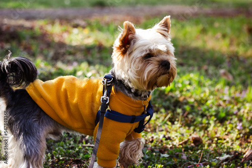 Funny cute little Yorkshire Terrier dog on a leash is standing in a green meadow on spring sunny day. A brown interested puppy, doggy in a yellow sweatshirt on a walk outdoors. Domestic animal in park © vita