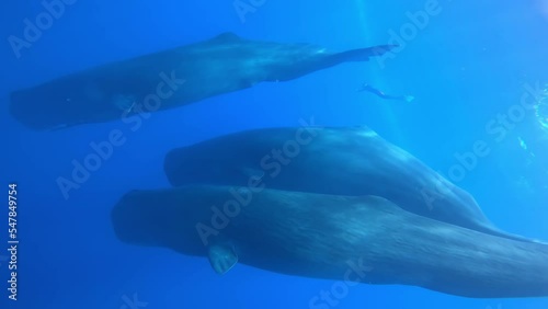 Sperm Whales and diver underwater, Sri Lanka
Beautiful underwater view of Sperm Whales from Sri Lanka, 2022
 photo