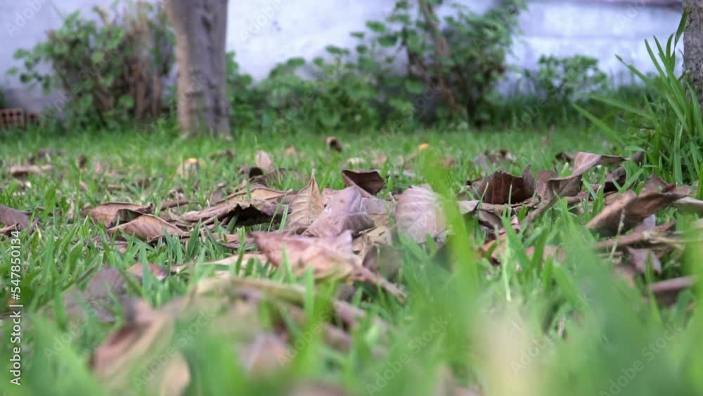 Plucked Lemon drops to the ground in dried leaves side on shot in slow motion Plucked Lemon drops to the ground in dried leaves side on shot in slow motion