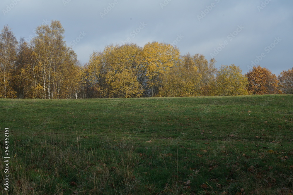 Herbstliche Landschaft im Siegerland mit Gräsern und Steppe, Betula pendula