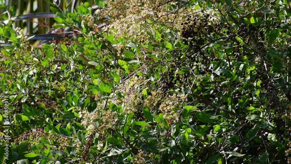Heena Lawsonia inermis bunch of young green fruit, flower and branch, Used as herbal hair dye. Heena Lawsonia inermis bunch of young green fruit, flower and branch, Used as herbal hair dye.