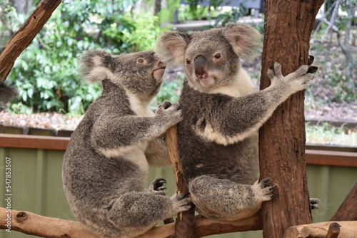 Fototapeta Naklejka Na Ścianę i Meble -  koala in a tree