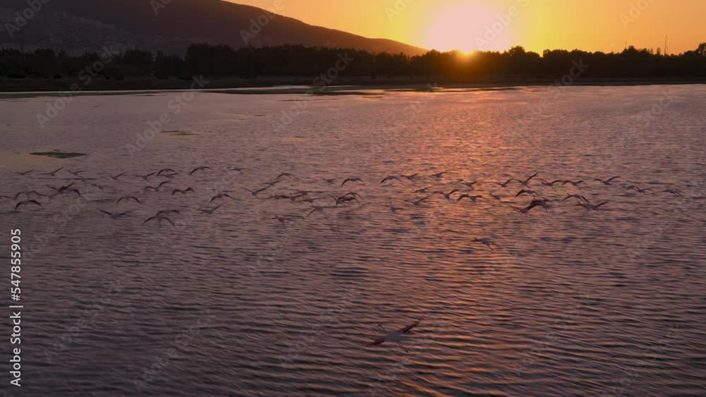 Aerial view of pink flamingos flying in izmir Turkey. High quality 4k footage Aerial view of pink flamingos flying in izmir Turkey. High quality 4k footage