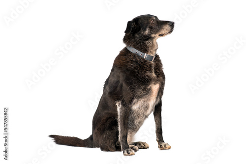 Tableau sur toile stray dog isolated on a white background