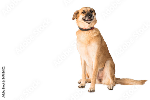 stray dog isolated on a white background