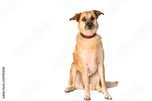 stray dog isolated on a white background