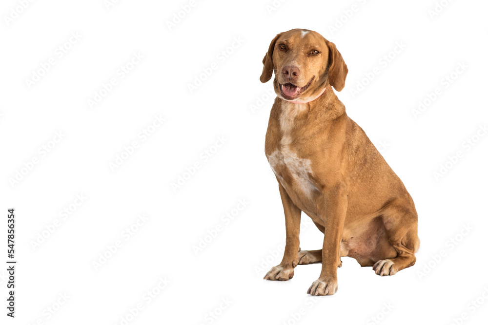stray dog isolated on a white background