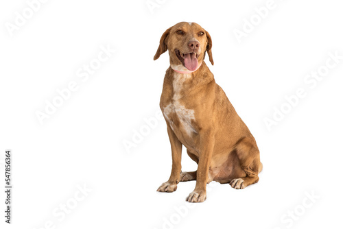 stray dog isolated on a white background