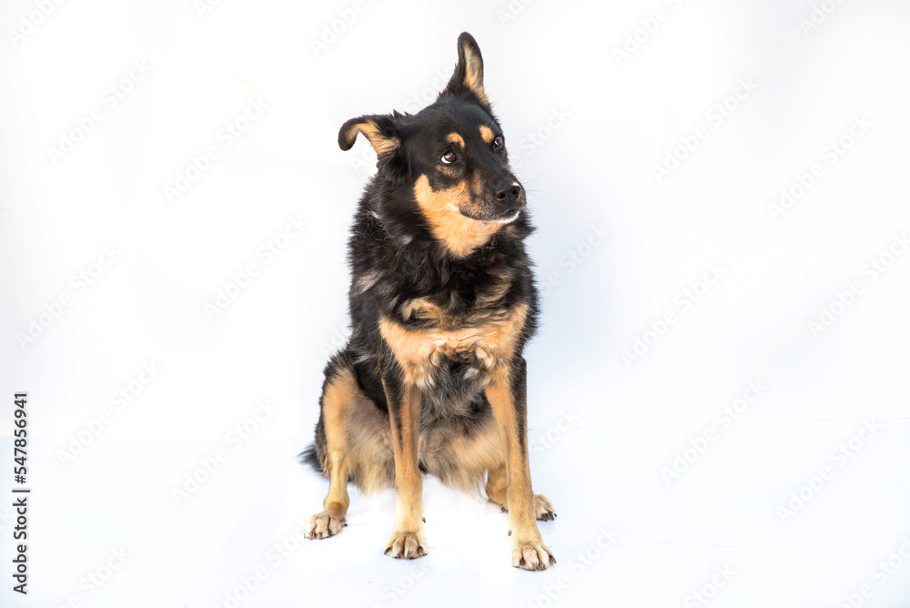 Stray dog isolated on a white background Stray dog isolated on a white background