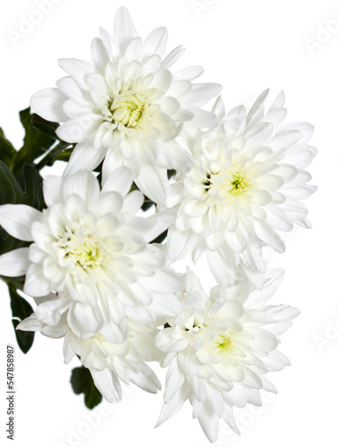 white chrysanthemum flowers on white background