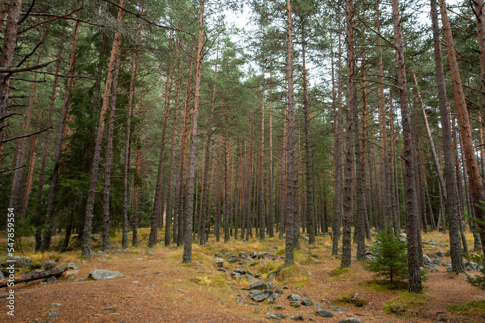 Obraz premium river in the forest