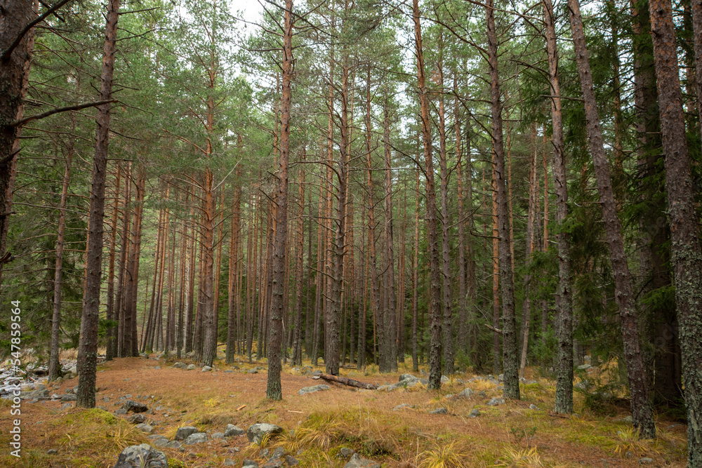 Obraz premium river in the forest