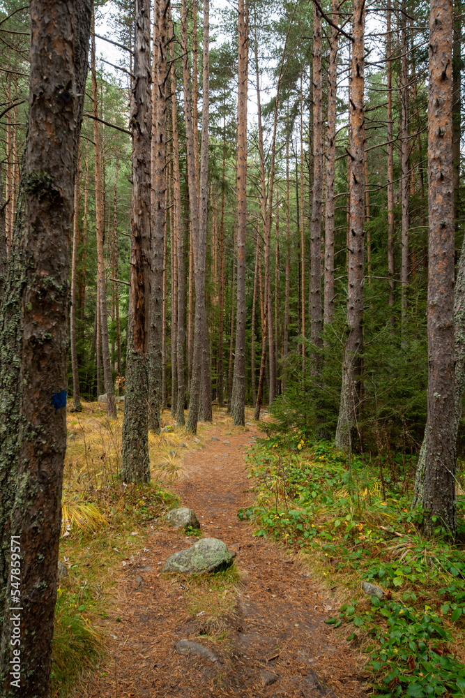 Naklejka premium river in the forest