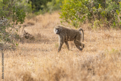 Wallpaper Mural Portrait of an Anubis baboon (Papio anubis) standing in a meadow (Uganda) Torontodigital.ca
