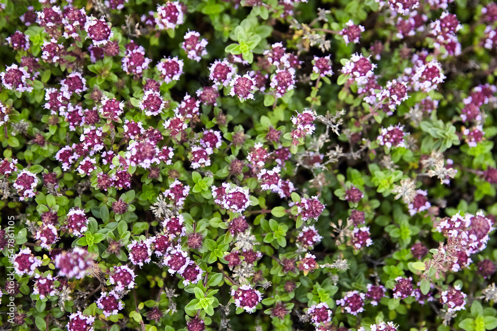 Thyme sprigs with flowers texture background, top view. Fresh thyme herb closeup
