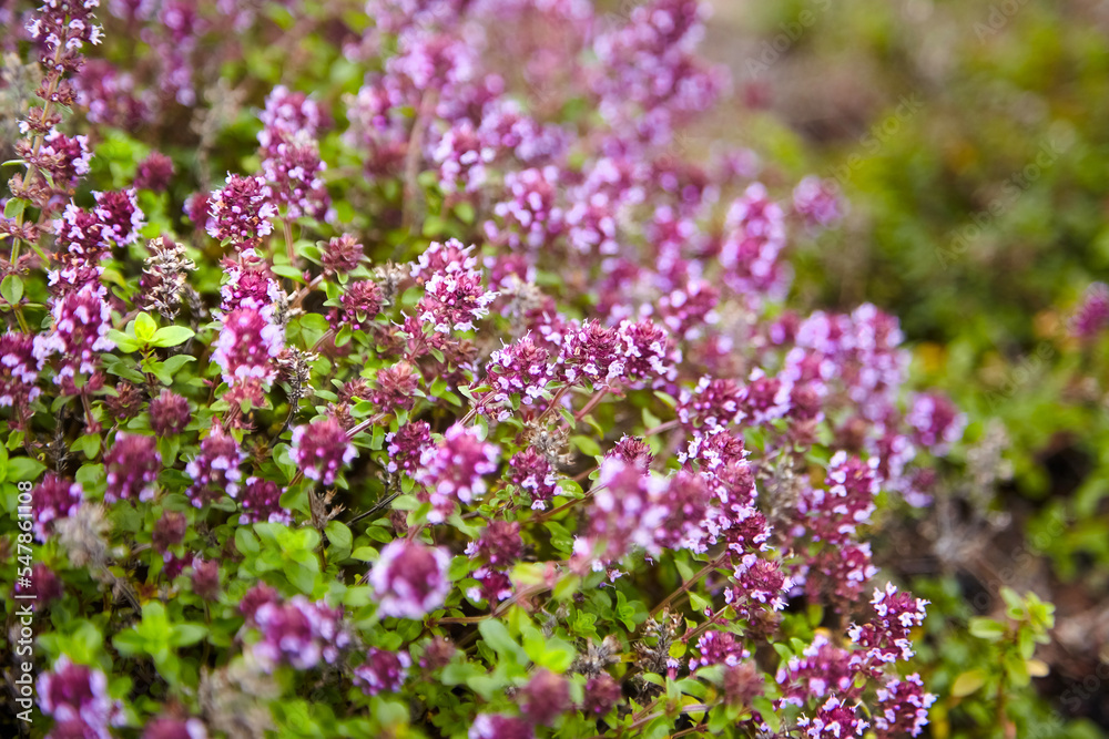 Thyme herb with flowers, blurred background. Fresh thyme sprigs closeup, aromatic herbs Thyme herb with flowers, blurred background. Fresh thyme sprigs closeup, aromatic herbs