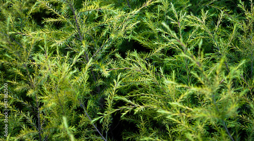 selective focusing, Melaleuca (Tea Tree), Twig of Melaleuca, paperbarks, honey-myrtles or tea-tree, bottlebrush