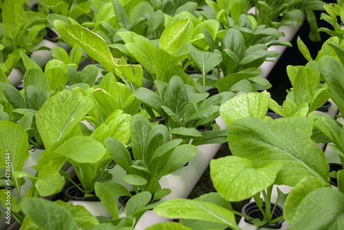 fresh spinach vegetable field on hydroponic method