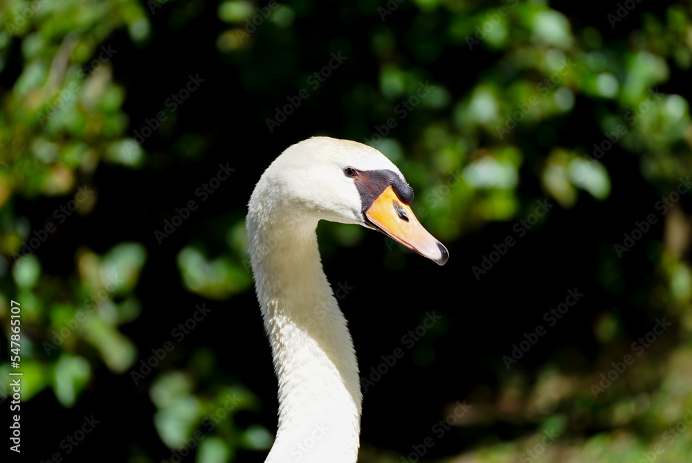 Fototapeta premium Portrait of a white swan in natural environment. Water bird. Cygnus. 