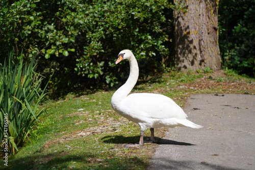 Portrait of a white swan in natural environment. Water bird. Cygnus. 