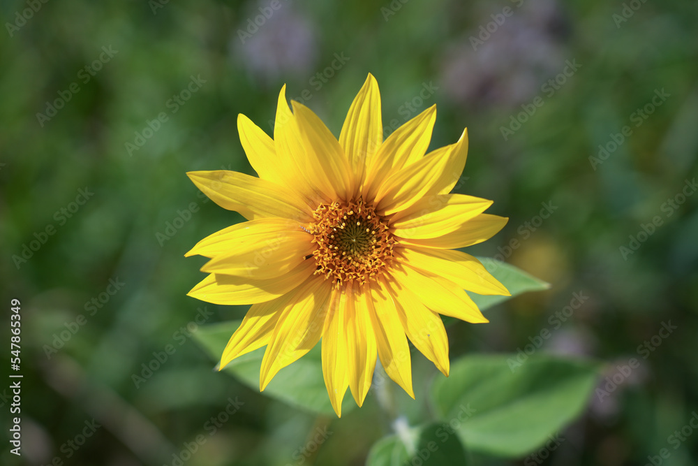 Sunflower blossom close-up. Helianthus annuus.
Sunflower blossom close-up. Helianthus annuus.