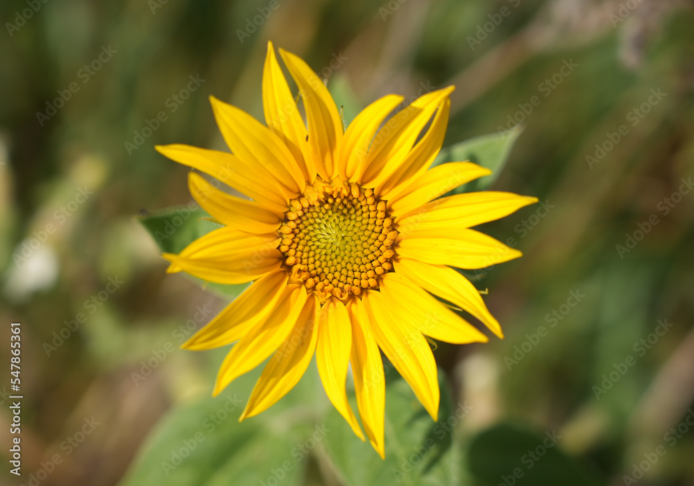 Sunflower blossom close-up. Helianthus annuus.
Sunflower blossom close-up. Helianthus annuus.