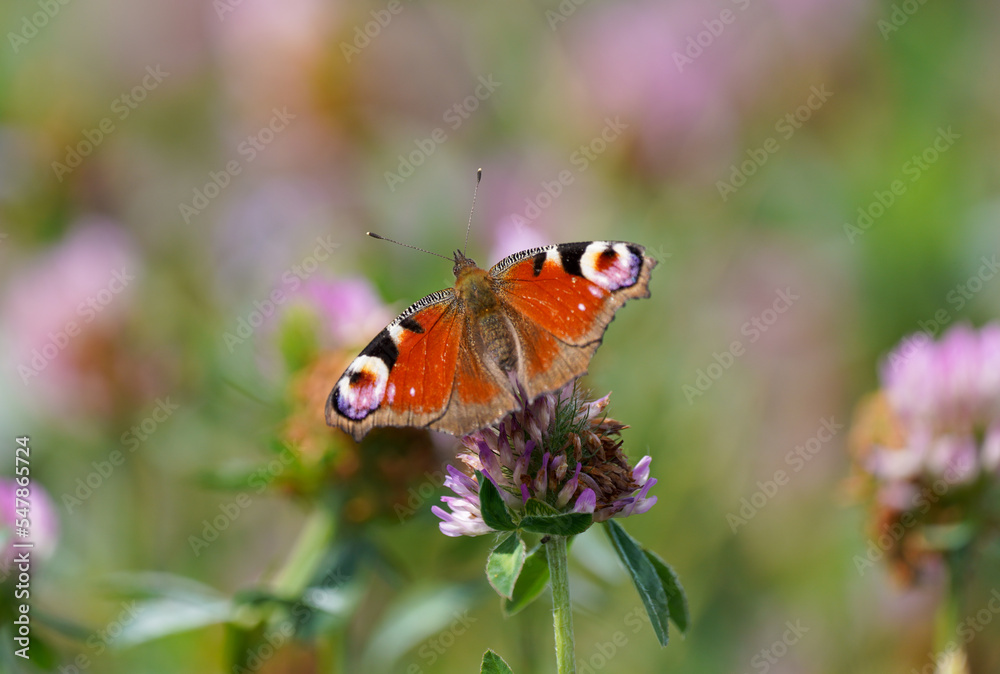 Peacock butterfly on a flower in a natural setting. Butterfly close-up. Insect collects nectar on a flower. Aglais io.
Peacock butterfly on a flower in a natural setting. Butterfly close-up. Insect collects nectar on a flower. Aglais io.