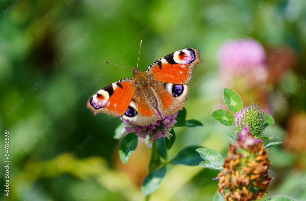 Peacock butterfly on a flower in a natural setting. Butterfly close-up. Insect collects nectar on a flower. Aglais io.
Peacock butterfly on a flower in a natural setting. Butterfly close-up. Insect collects nectar on a flower. Aglais io.