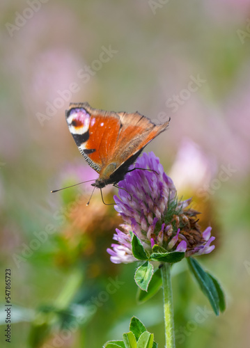Peacock butterfly on a flower in a natural setting. Butterfly close-up. Insect collects nectar on a flower. Aglais io. 