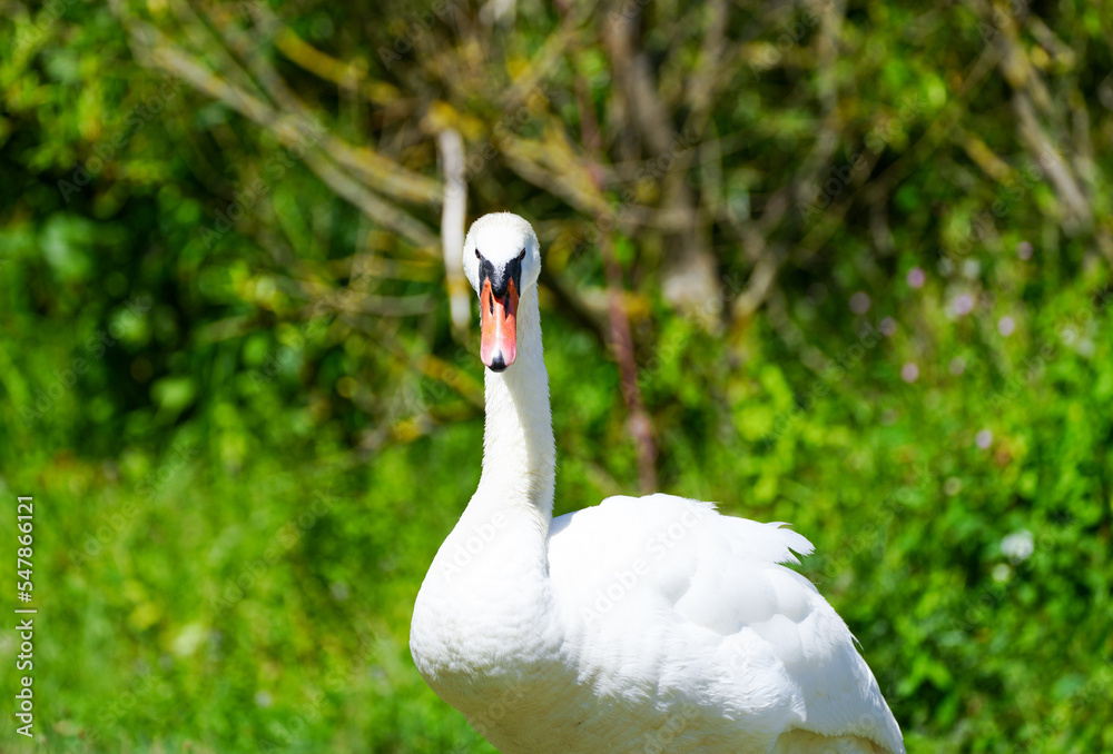 Obraz premium White swan on a green grass. Cygnus.